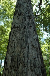 Fagaceae Quercus alba - white oak: Bark on a tree 14 inches in diameter at breast height.