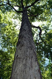 Fagaceae Quercus alba - white oak: Bark on a tree 14 inches in diameter at breast height.