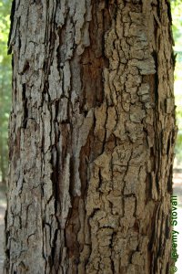 Fagaceae Quercus alba - white oak: Bark on a tree 10 inches in diameter at breast height.