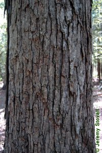 Fagaceae Quercus alba - white oak: Bark on a tree 12 inches in diameter at breast height.