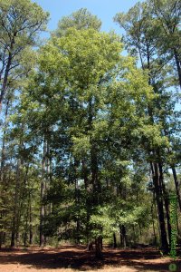 Fagaceae Quercus alba - white oak: Form of a large tree growing in an park.