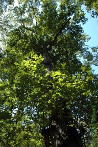 Fagaceae Quercus alba - white oak: Form of a large tree growing in a closed-canopy forest.
