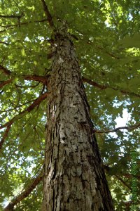 Fagaceae Quercus alba - white oak: Form of a large tree growing in a closed-canopy forest.