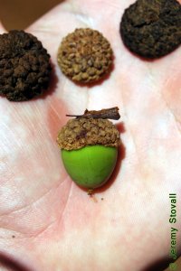 Fagaceae Quercus alba - white oak: Fruit, nut, acorns tend to have bowl-shaped caps covered with warty, corky scales.