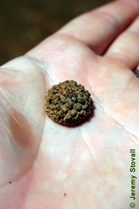 Fagaceae Quercus alba - white oak: Fruit, nut, acorns tend to have bowl-shaped caps covered with warty, corky scales.