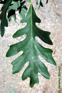 Fagaceae Quercus alba - white oak: Leaf, alternate, simple, lobed but depth and number of lobes are extremely variable.