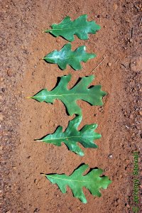 Fagaceae Quercus alba - white oak: Leaf, alternate, simple, lobed but depth and number of lobes are extremely variable.
