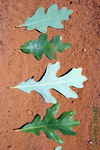 Fagaceae Quercus alba - white oak: Leaf, alternate, simple, lobed but depth and number of lobes are extremely variable.