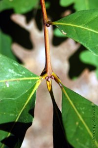 Fagaceae Quercus alba - white oak: Twig showing alternate leaf arrangement, clustered, rounded terminal buds.