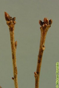 Fagaceae Quercus alba - white oak: Twig showing alternate leaf arrangement, clustered, rounded terminal buds.