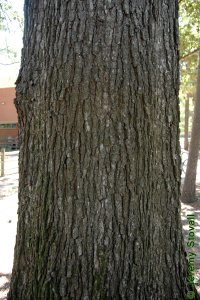 Fagaceae Quercus falcata - southern red oak: Bark on a tree 30 inches in diameter at breast height.