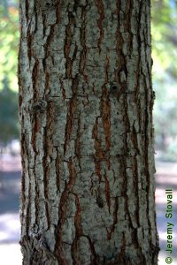 Fagaceae Quercus falcata - southern red oak: Bark on a tree 6 inches in diameter at breast height.