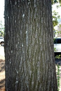 Fagaceae Quercus falcata - southern red oak: Bark on a tree 24 inches in diameter at breast height.