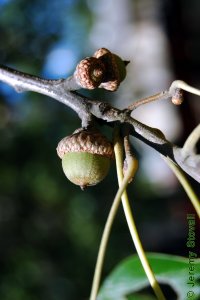 Fagaceae Quercus falcata - southern red oak: Fruit, nut, acorns.