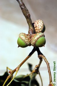 Fagaceae Quercus falcata - southern red oak: Fruit, nut, acorns.