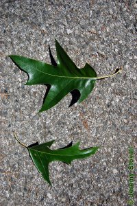 Fagaceae Quercus falcata - southern red oak: Leaf, alternate, simple, lobes with bristle tips, base rounded and bell-shaped, leaf curved (falcate).