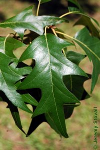 Fagaceae Quercus falcata - southern red oak: Leaf, alternate, simple, lobes with bristle tips, base rounded and bell-shaped, leaf curved (falcate).