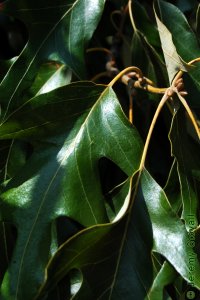 Fagaceae Quercus falcata - southern red oak: Leaf, alternate, simple, lobes with bristle tips, base rounded and bell-shaped, leaf curved (falcate).