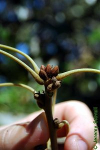 Fagaceae Quercus falcata - southern red oak: Twig showing alternate leaf arrangement and clustered, tall, reddish terminal buds.