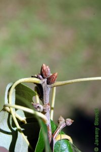 Fagaceae Quercus falcata - southern red oak: Twig showing alternate leaf arrangement and clustered, tall, reddish terminal buds.