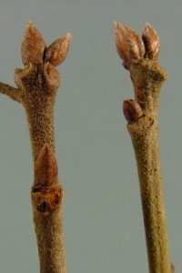 Fagaceae Quercus falcata - southern red oak: Twig showing alternate leaf arrangement and clustered, tall, reddish terminal buds.