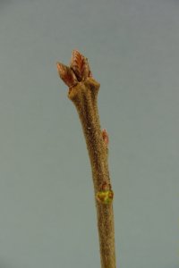 Fagaceae Quercus falcata - southern red oak: Twig showing alternate leaf arrangement and clustered, tall, reddish terminal buds.