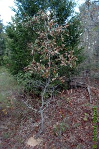Fagaceae Quercus incana - bluejack oak: Form, small tree on a xeric, nutrient-poor site typical for this species.