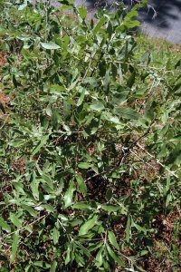 Fagaceae Quercus incana - bluejack oak: Form, small tree on a xeric, nutrient-poor site typical for this species.