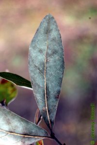 Fagaceae Quercus incana - bluejack oak: Leaf, simple, alternate, unlobed, bristle tipped, bluish-white fuzz on back side of leaf.