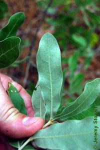 Fagaceae Quercus incana - bluejack oak: Leaf, simple, alternate, unlobed, bristle tipped, bluish-white fuzz on back side of leaf.