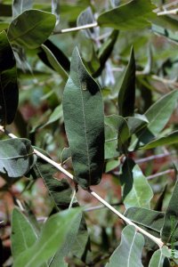 Fagaceae Quercus incana - bluejack oak: Leaf, simple, alternate, unlobed, bristle tipped, bluish-white fuzz on back side of leaf.