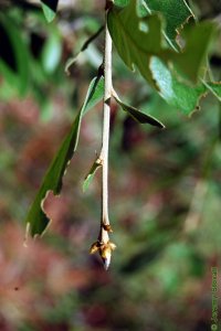Fagaceae Quercus incana - bluejack oak: Twig showing alternate leaf arrangement, clustered pointed terminal buds.