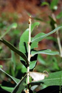 Fagaceae Quercus incana - bluejack oak: Twig showing alternate leaf arrangement, clustered pointed terminal buds.