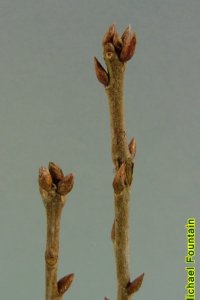 Fagaceae Quercus incana - bluejack oak: Twig showing alternate leaf arrangement, clustered pointed terminal buds.