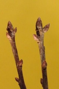 Fagaceae Quercus incana - bluejack oak: Twig showing alternate leaf arrangement, clustered pointed terminal buds.