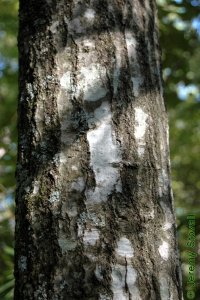 Fagaceae Quercus laurifolia - laurel oak: Bark of a tree 9 inches in diameter at breast height.