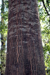Fagaceae Quercus laurifolia - laurel oak: Bark of a tree 12 inches in diameter at breast height.