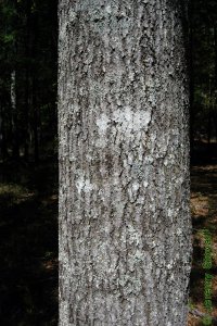 Fagaceae Quercus laurifolia - laurel oak: Bark of a tree 12 inches in diameter at breast height.