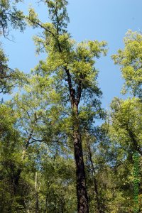 Fagaceae Quercus laurifolia - laurel oak: Form of a large tree growing near a gap in a bottomland hardwood stand.