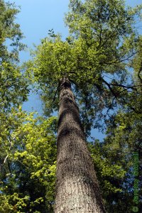 Fagaceae Quercus laurifolia - laurel oak: Form of a large tree growing near a gap in a bottomland hardwood stand.