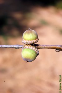 Fagaceae Quercus laurifolia - laurel oak: Fruit, nut, acorns.