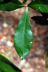 Fagaceae Quercus laurifolia - laurel oak: Leaves, alternate, simple, unlobed, bristle-tipped, variable but usually elliptical to diamond shaped.
