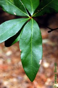 Fagaceae Quercus laurifolia - laurel oak: Leaves, alternate, simple, unlobed, bristle-tipped, variable but usually elliptical to diamond shaped.