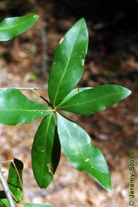 Fagaceae Quercus laurifolia - laurel oak: Leaves, alternate, simple, unlobed, bristle-tipped, variable but usually elliptical to diamond shaped.