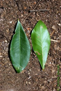 Fagaceae Quercus laurifolia - laurel oak: Leaves, alternate, simple, unlobed, bristle-tipped, variable but usually elliptical to diamond shaped.