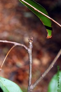 Fagaceae Quercus laurifolia - laurel oak: Twig showing alternate leaf arrangement, clustered terminal buds.