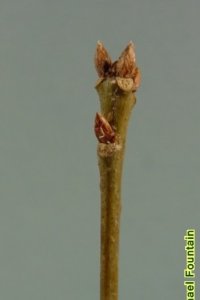 Fagaceae Quercus laurifolia - laurel oak: Twig showing alternate leaf arrangement, clustered terminal buds.