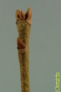 Fagaceae Quercus laurifolia - laurel oak: Twig showing alternate leaf arrangement, clustered terminal buds.