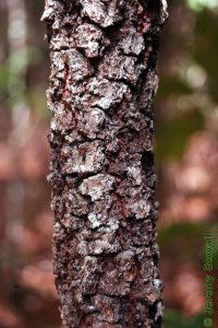 Fagaceae Quercus marilandica - blackjack oak: Bark on a tree 2 inches in diameter at breast height.