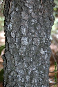 Fagaceae Quercus marilandica - blackjack oak: Bark on a tree 5 inches in diameter at breast height.